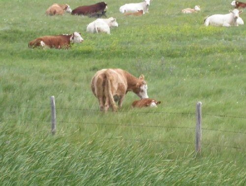 [http://www.castor2.ca/11_Mike_Earl/03_Travels/01_Canada/03_Sask/Cows_02.jpg]